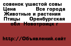 совенок ушастой совы › Цена ­ 5 000 - Все города Животные и растения » Птицы   . Оренбургская обл.,Новотроицк г.